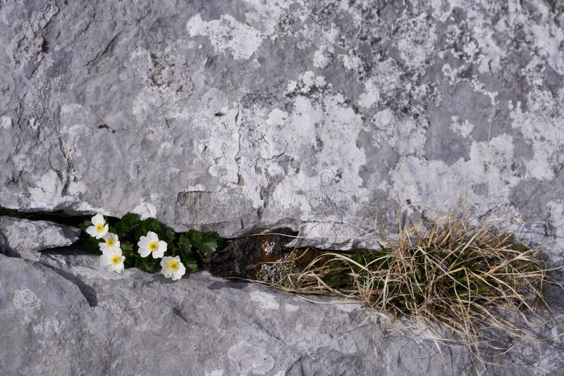 Pasqueflower alpin de pierre de texture de fleur blanche d'alpina noir gris de haute résolution ou pulsatilla anémone alpine