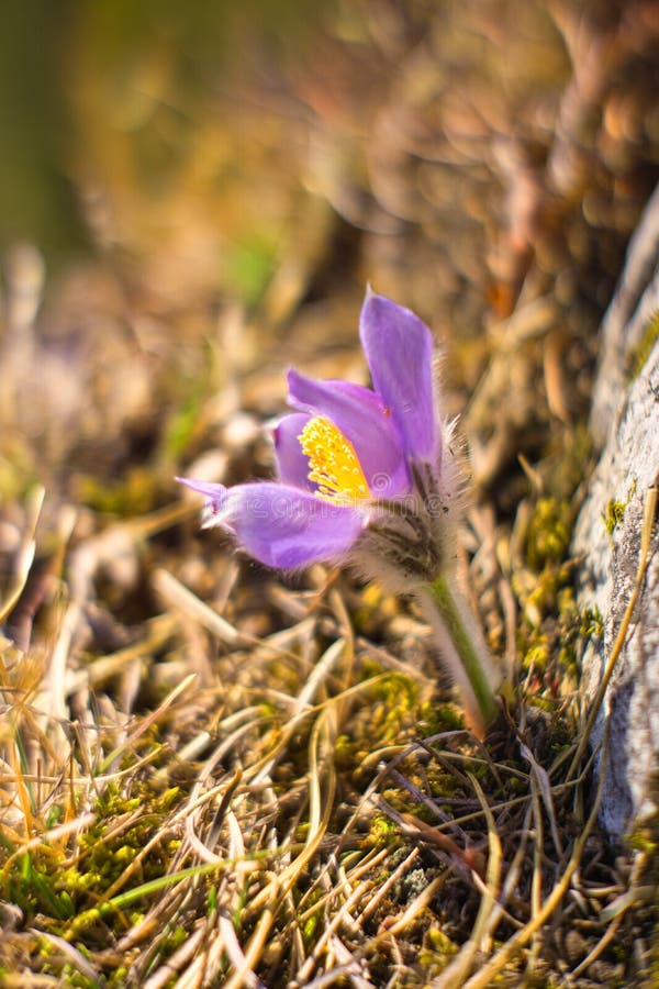 Pasqueflower on Poludnica hill