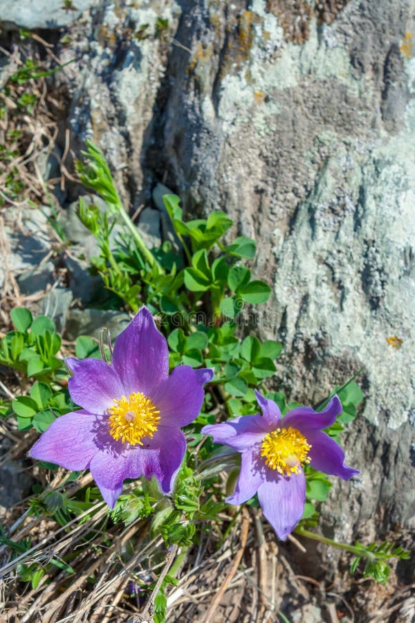 Pasqueflower or Sleep-grass Pulsatilla patens royalty free stock photo Pasqueflower or Sleep-grass Pulsatilla patens royalty free stock photo
