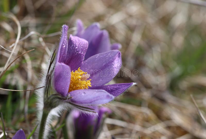 Pasqueflower, un fiore di fiore di colore viola orientale. Pasqueflower di Pulsatilla Pulsatilla, fiore di colore viola, in primavera.