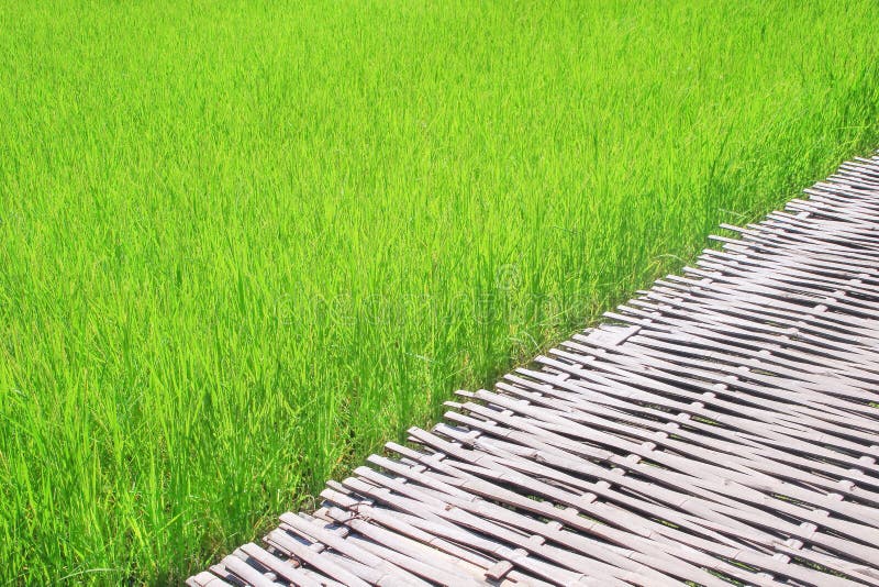 Passagem de bambu e campo grande do arroz, fundo da natureza fotos de stock Passagem de bambu e campo grande do arroz, fundo da natureza fotos de stock