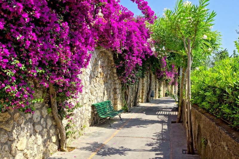 Passagem de flores roxas vibrantes em Capri, Itália