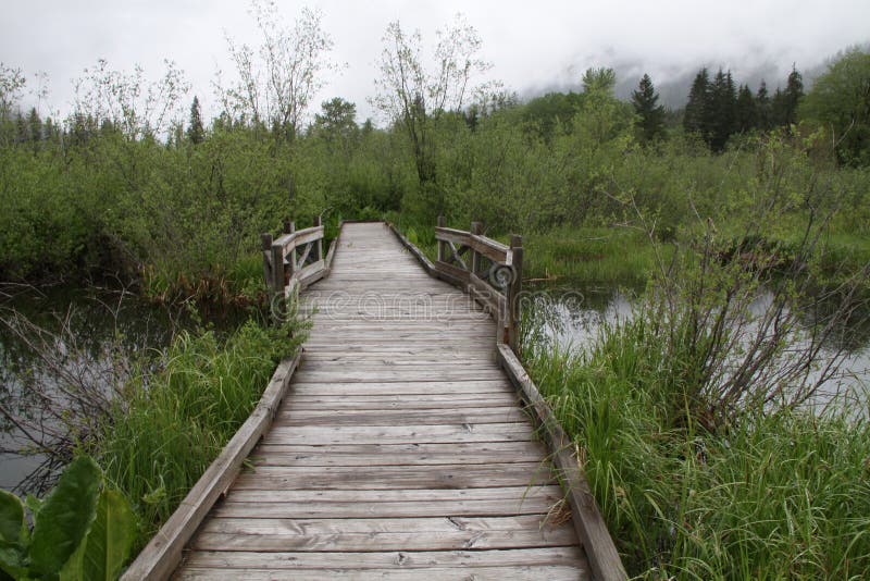 Scenic view of wooden board walk or pathway receding over green marsh land, Snoqualmie National Park, Washington, U.S.A. Scenic view of wooden board walk or pathway receding over green marsh land, Snoqualmie National Park, Washington, U.S.A.