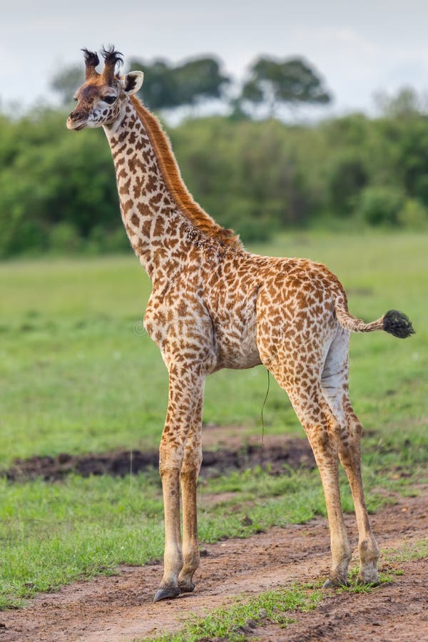 Passar rapidamente da cauda da vitela do girafa do Masai