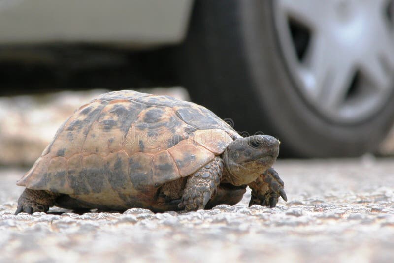 Tortoise crossing the road in front of automobile in Southern Turkey. Tortoise crossing the road in front of automobile in Southern Turkey