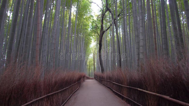 Passeggiando con il percorso di bambù del boschetto nella mattina di inverno arashiyama Kyoto