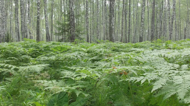 Passeggiata attraverso il movimento della macchina fotografica della foresta della betulla con le sensazioni di camminata