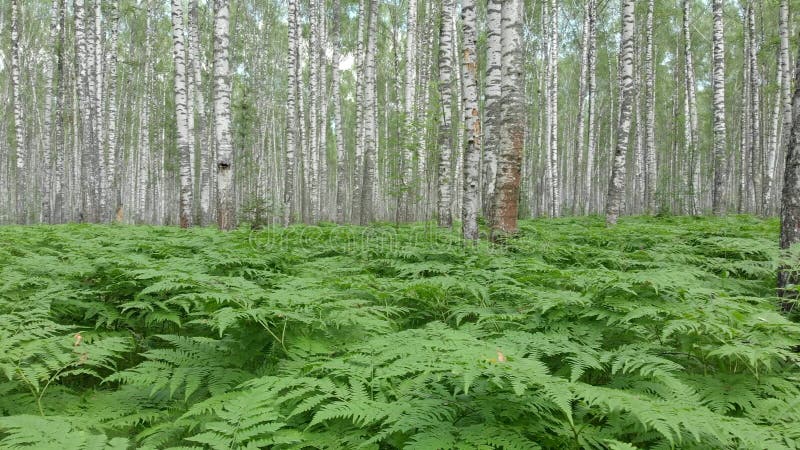 Passeggiata attraverso il movimento della macchina fotografica della foresta della betulla con le sensazioni di camminata