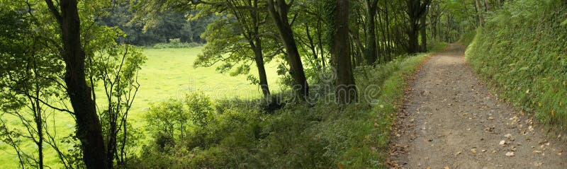 Footpath through woodland between trees - the estate of hartland abbey stately home devon uk. Footpath through woodland between trees - the estate of hartland abbey stately home devon uk