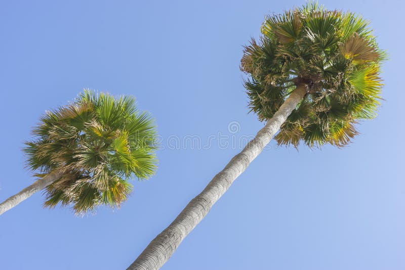 passeio ao longo do mar das palmas na Espanha de Marbella Andalucia fotografia de stock royalty free passeio ao longo do mar das palmas na Espanha de Marbella Andalucia fotografia de stock royalty free