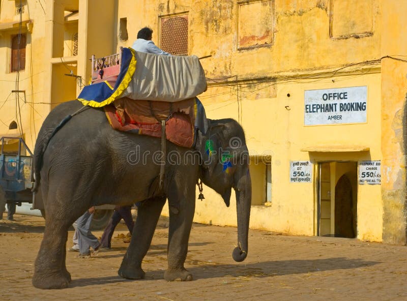 Passeio do elefante, forte ambarino, Jaipur, India imagem de stock Passeio do elefante, forte ambarino, Jaipur, India imagem de stock