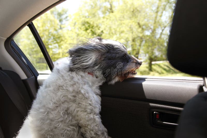 Passeios do cão no carro foto de stock Passeios do cão no carro foto de stock