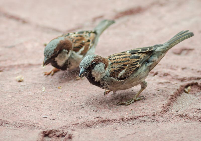 Raccogli Briciole In Acciaio Inossidabile - Paletta Per Tavolo, 21.5x7 Cm, Argento, Facile Da Pulire - Foto 5