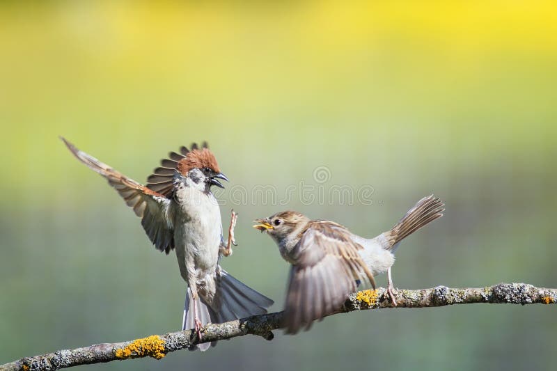 passeri divertenti degli uccelli su un ramo in un giardino soleggiato della molla che agita le loro ali e becchi
