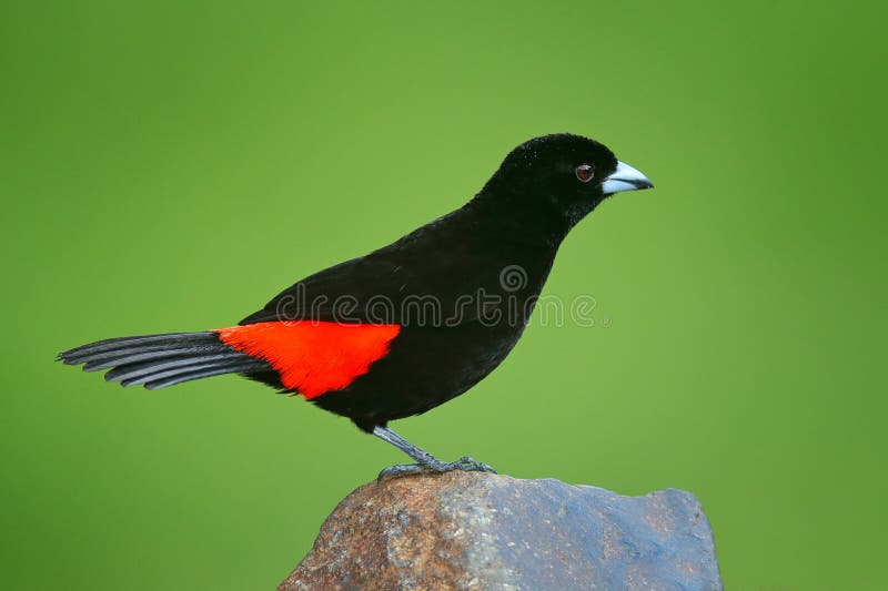 Passerinii De Tanager De Ramphocelus Décarlate Rumped