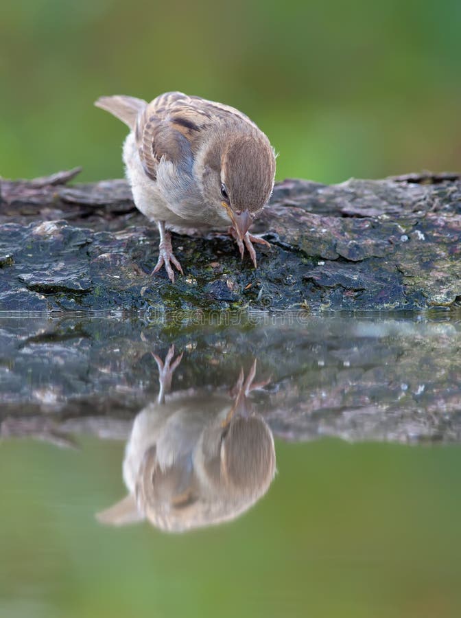 Passero che esamina effetto dello specchio di riflessione fotografia stock libera da diritti Passero che esamina effetto dello specchio di riflessione fotografia stock libera da diritti