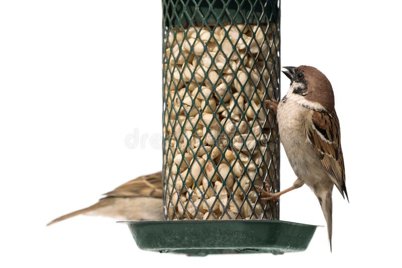Passero di albero su un alimentatore dell'uccello