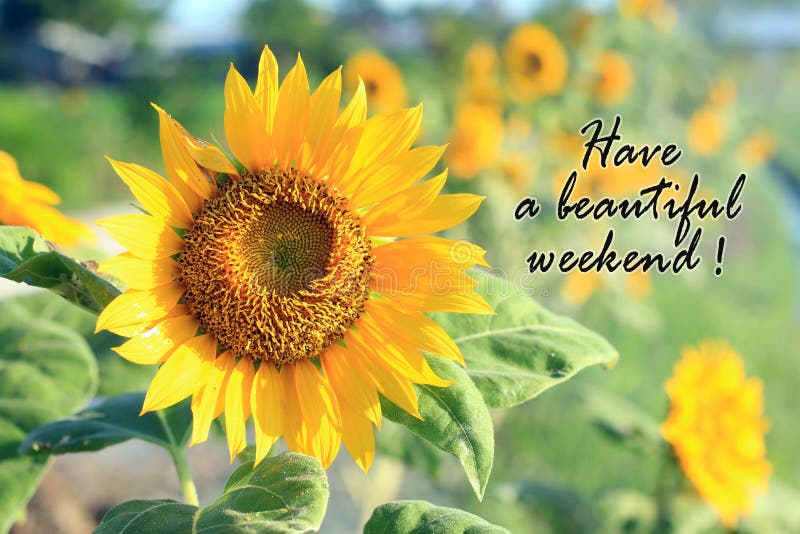Passez une bonne fin de semaine. Carte et salut du concept de fin de semaine avec la belle fleur de tournesol durant l'été ou le p images stock