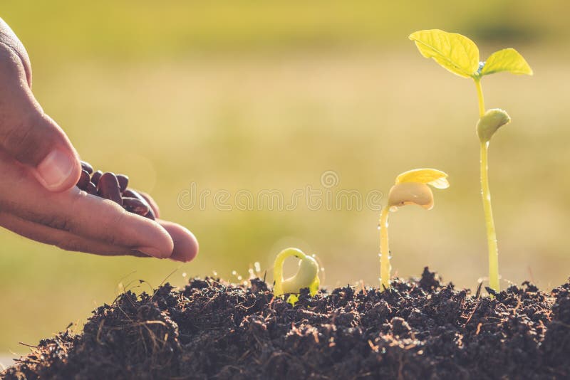 Passi il seme della tenuta e la crescita di giovane pianta verde