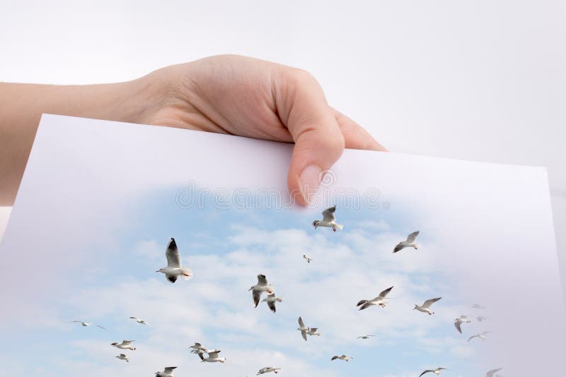 Passi la tenuta del foglio di carta bianco con i punti di vista dei gabbiani fotografie stock libere da diritti Passi la tenuta del foglio di carta bianco con i punti di vista dei gabbiani fotografie stock libere da diritti