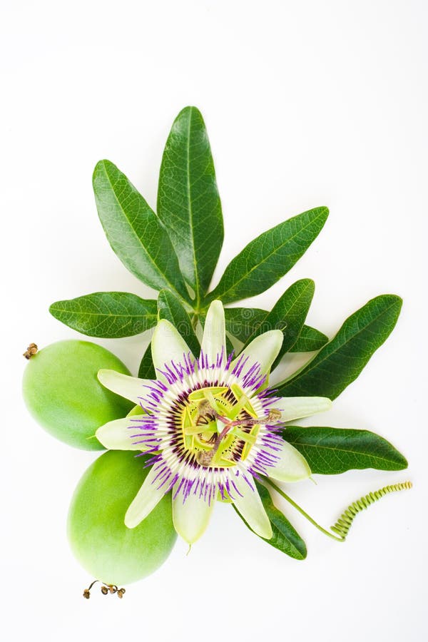 Passiflora fotografie stock libere da diritti Passiflora fotografie stock libere da diritti