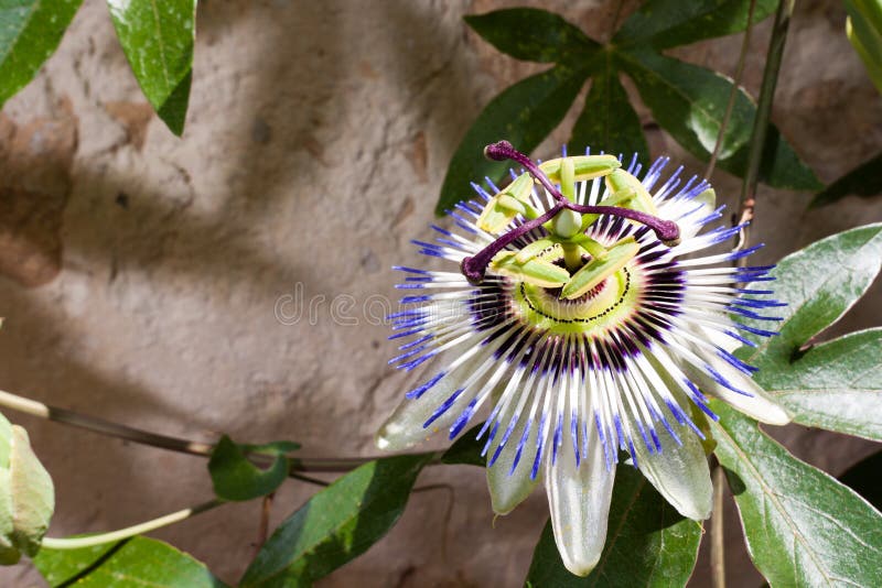 Passiflora Caerulea (Blue Passion Flower) Stock Photo Image of light, beauty 23796918