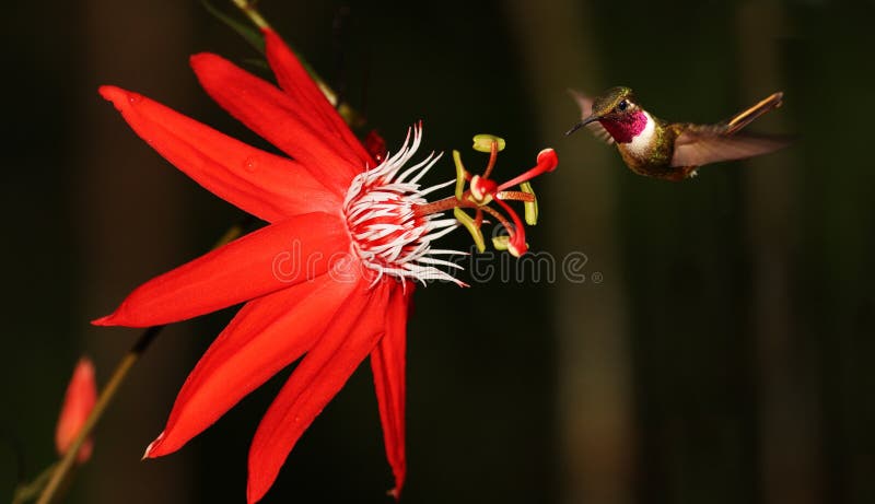 Passiflora coccinea with hummingbird