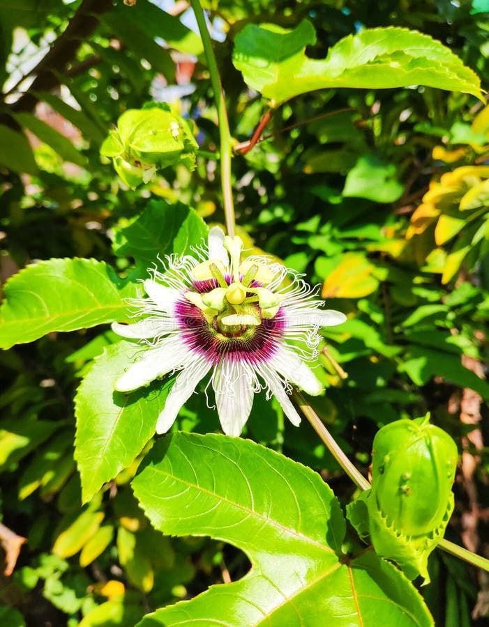 Passiflora edulis, Passionfruit flower on sunny day stock photo Passiflora edulis, Passionfruit flower on sunny day stock photo