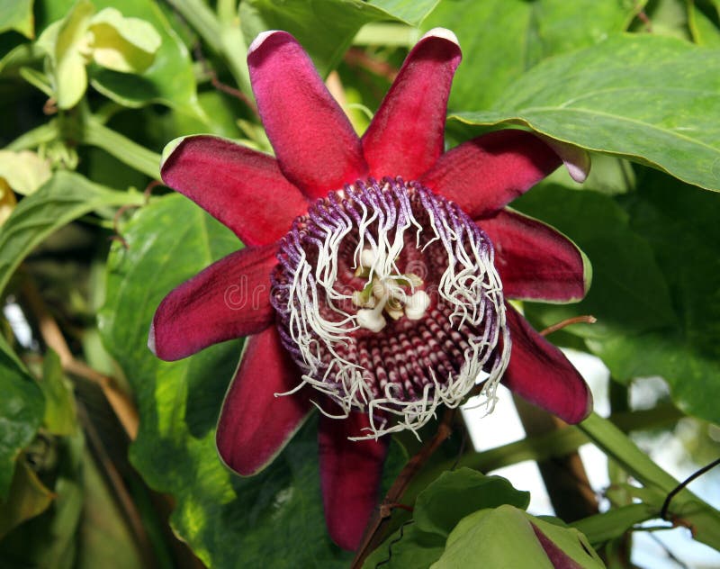 Passiflora flower royalty free stock images Passiflora flower royalty free stock images