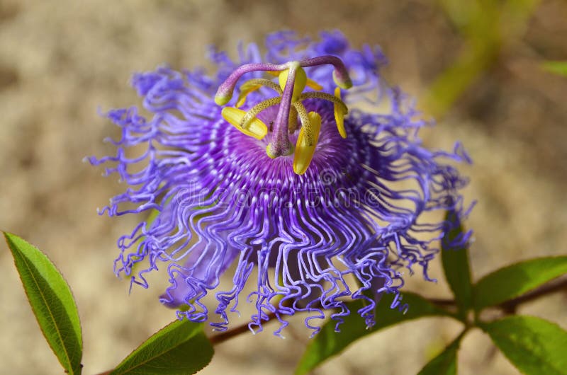 Passiflora Incarnata Commonly Known As Maypoppurple Passionflowerwild Apricot Is A Fast
