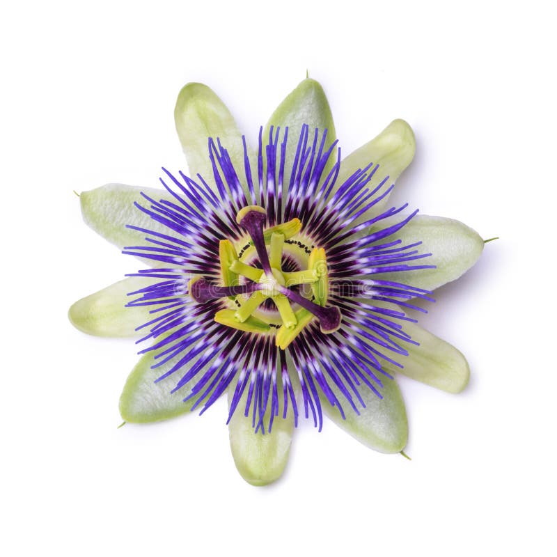 Passiflora Passionflower Isolated on White Background. Big Beautiful