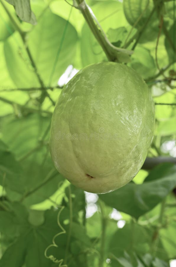 Passiflora quadrangularis