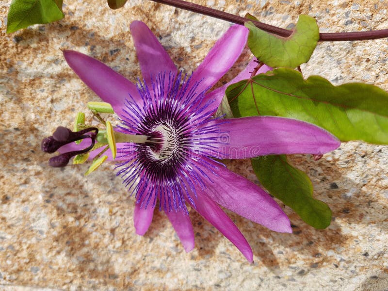 Passiflora violacea imagen de archivo. Imagen de lila - 210692289