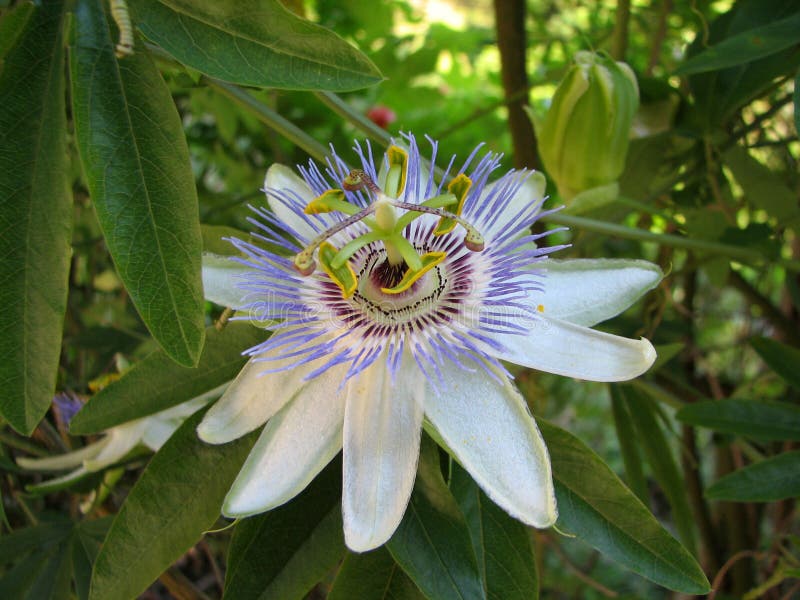 Passiflora λουλουδιών πάθους incarnata με τις λεπτομέρειες στοκ εικόνες με δικαίωμα ελεύθερης χρήσης Passiflora λουλουδιών πάθους incarnata με τις λεπτομέρειες στοκ εικόνες με δικαίωμα ελεύθερης χρήσης
