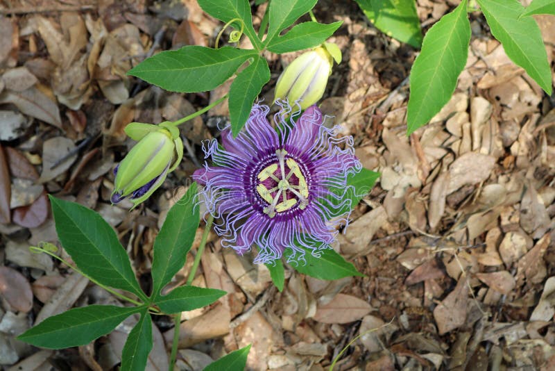 Passiflore pourpre de passiflore d'incarnata pourpre de passiflore, Maypop image stock Passiflore pourpre de passiflore d'incarnata pourpre de passiflore, Maypop image stock
