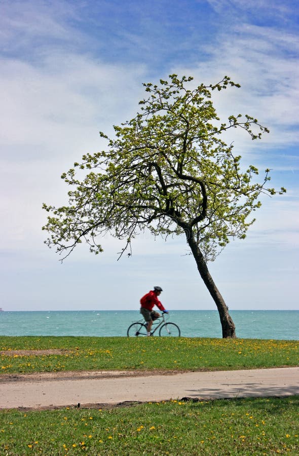 Passing bike by a lonely tree