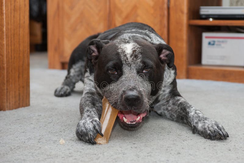 best bones for pitbulls