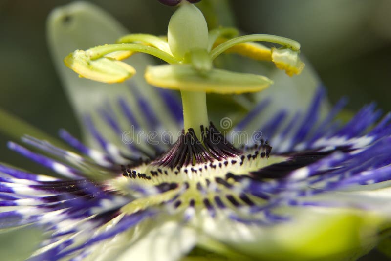 120,715 Passion Flower Stock Photos Free & RoyaltyFree Stock Photos