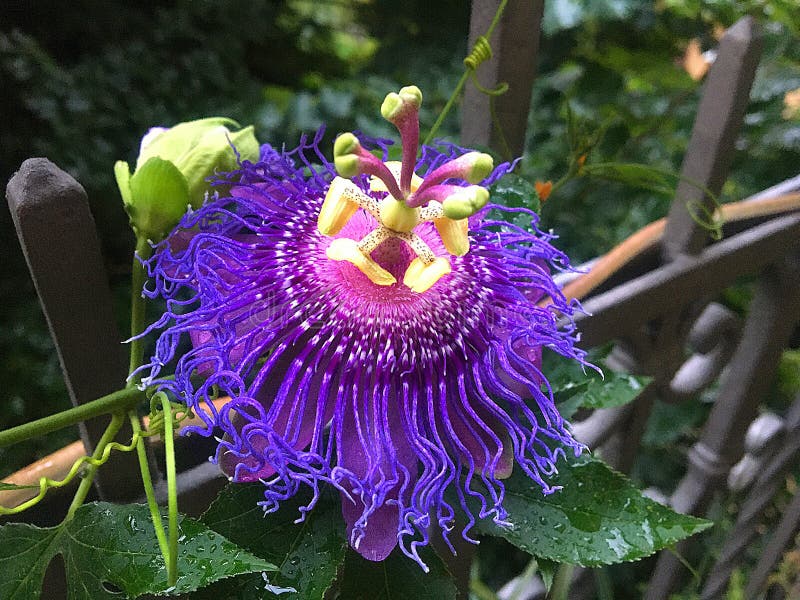 Passion Flower, Beauty and Uniqueness Stock Photo Image of beauty, peculiarity 262207350