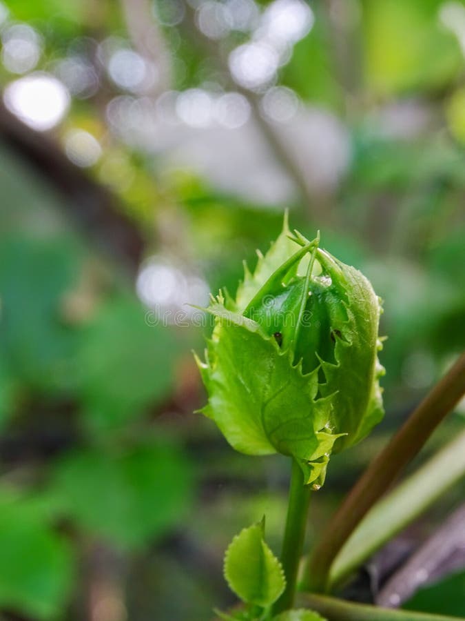 Passion Flower before Blooming is Green Stock Photo Image of plant