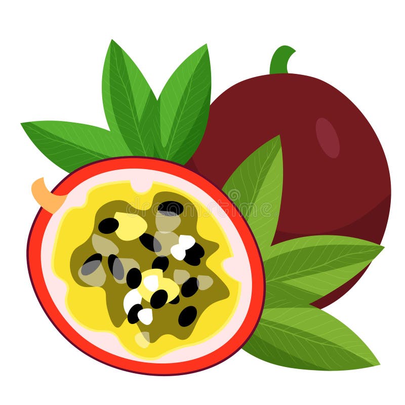 Passion flower Blue tropical fruit maracuya vector illustration royalty free illustration