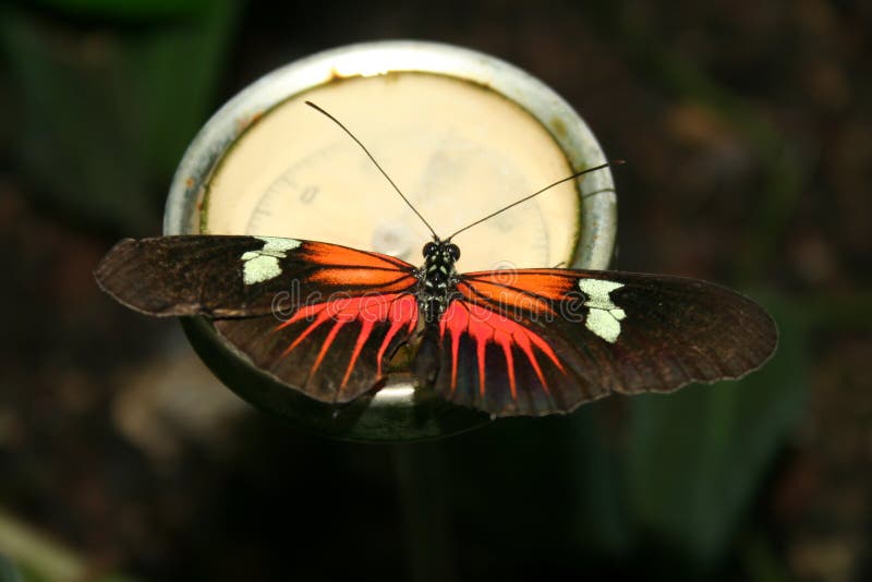 Passion flower butterflies