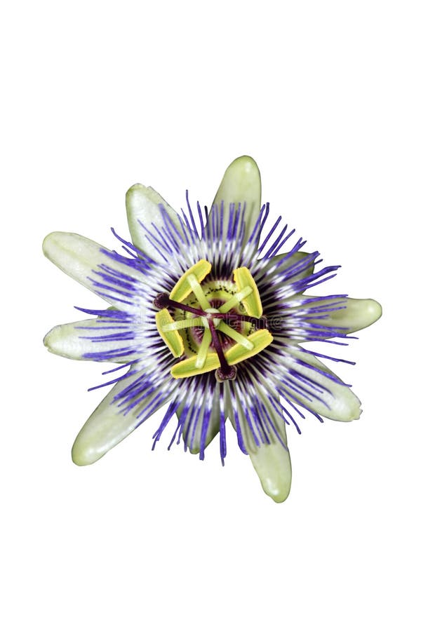 Passion flower with clipping path
