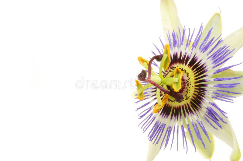 Passion flower closeup stock image. Image of petal, yellow 11317791