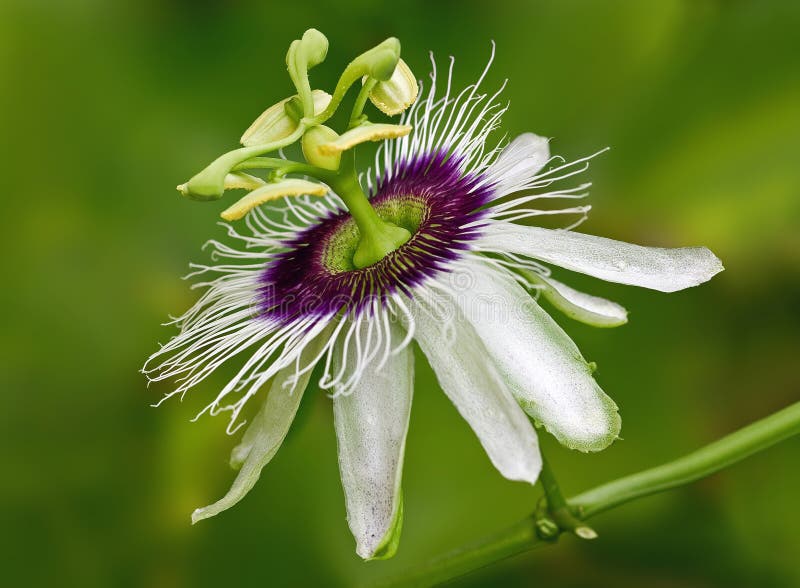 Passion flower stock photo. Image of mexico, nature, tropical 90391372