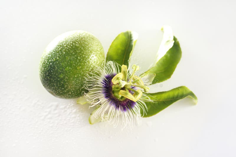 Passion Flower and Fruit Isolated Stock Image Image of floral