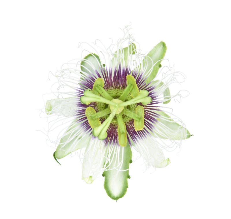 Passion flower isolated on white background