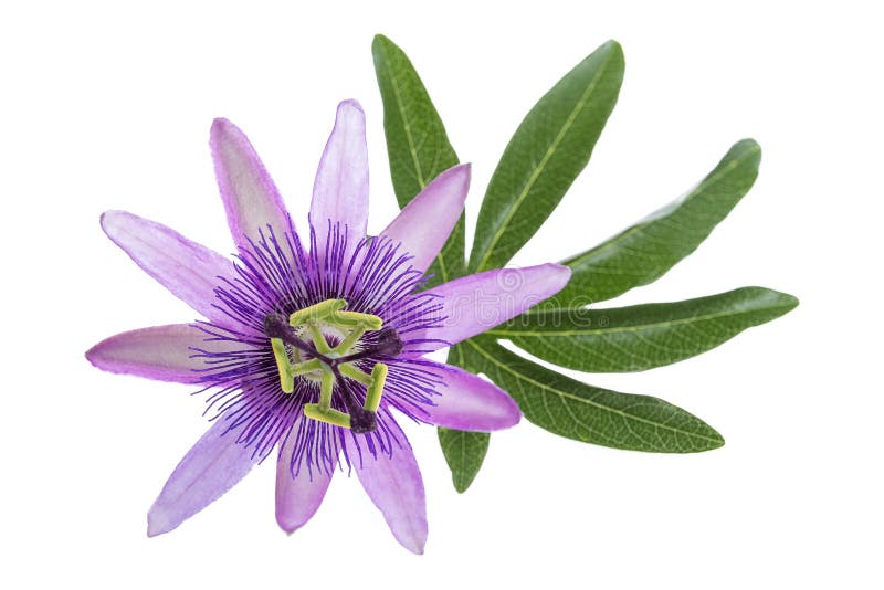 Passion Fruit Flower and Leaves Isolated on a White Background Stock