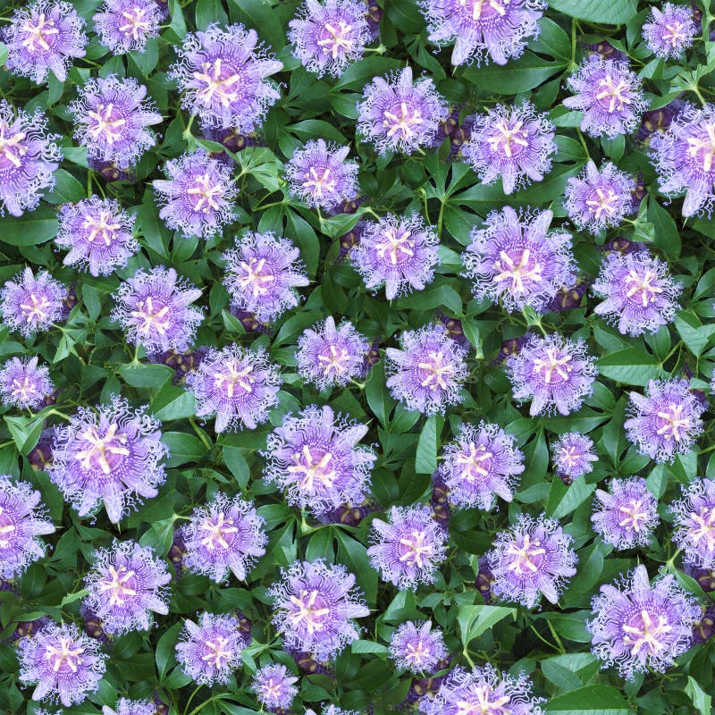 Passion flower seamlessly composable pattern royalty free stock images