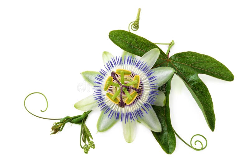 126,928 Passion Flower Stock Photos Free & RoyaltyFree Stock Photos